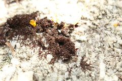 Frullania pentapleura