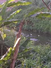 Egretta thula