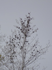 Euphagus