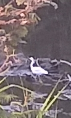 Egretta thula