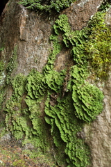 Radula buccinifera