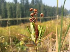 Kalmia microphylla occidentalis