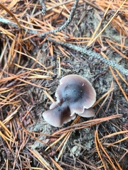 Nitida
