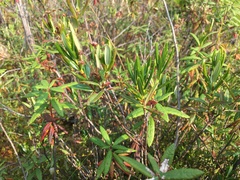 Kalmia microphylla occidentalis