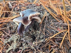 Nitida