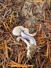 Nitida