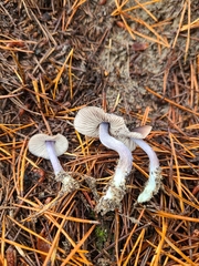 Nitida