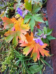Geranium erianthum