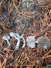 Nitida
