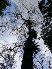 Handroanthus chrysanthus