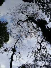 Handroanthus chrysanthus