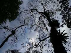 Handroanthus chrysanthus