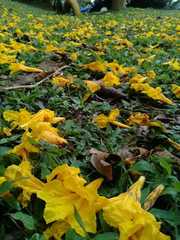 Handroanthus chrysanthus