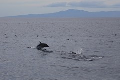 Delphinus