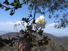 Lindleya mespiloides