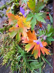 Geranium erianthum