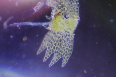 Ceramanus clatritexta