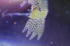 Ceramanus clatritexta