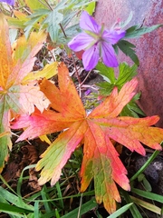Geranium erianthum