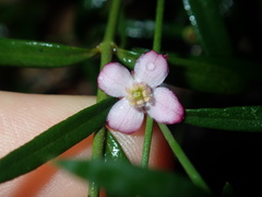 Cyanothamnus polygalifolius
