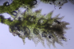 Ceramanus clatritexta