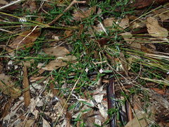 Cyanothamnus polygalifolius