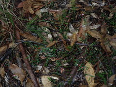 Cyanothamnus polygalifolius