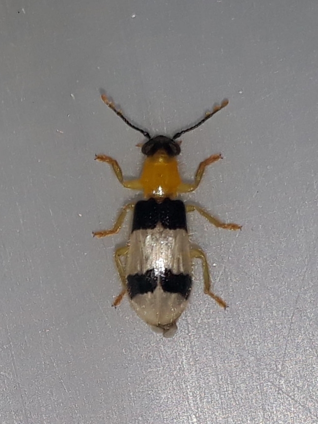 Cregya kraatzi