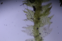 Ceramanus clatritexta