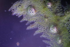 Ceramanus clatritexta