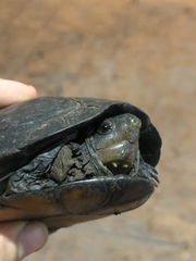 Kinosternon creaseri