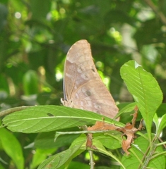 Morpho menelaus amathonte