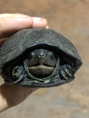 Kinosternon creaseri