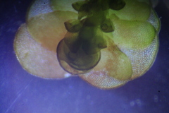 Frullania falciloba