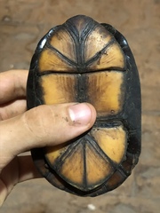 Kinosternon creaseri