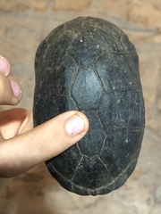 Kinosternon creaseri