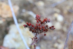 Dudleya candelabrum