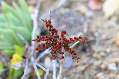 Dudleya candelabrum