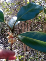Pyrostria