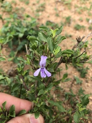 Dyschoriste rogersii