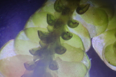 Frullania falciloba