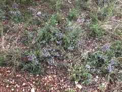 Dyschoriste rogersii