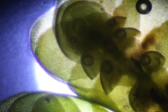 Frullania falciloba