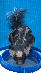 Spilogale angustifrons