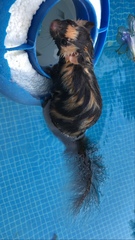 Spilogale angustifrons