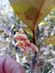 Pyrostria