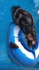 Spilogale angustifrons