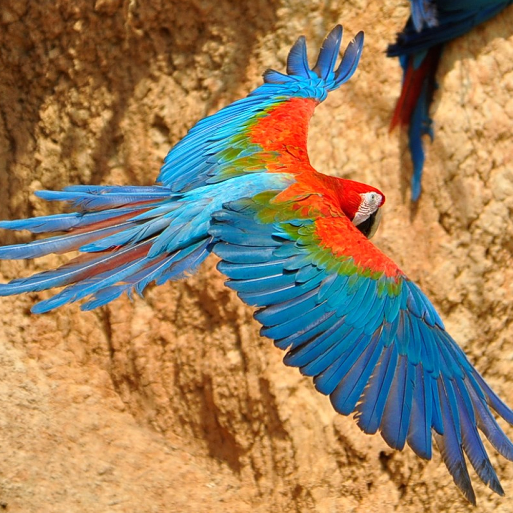 Red-and-green Macaw photo