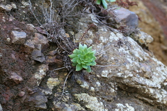 Dudleya candelabrum