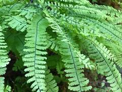 Adiantum aleuticum aleuticum